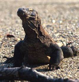 Foto: Komodo National Park