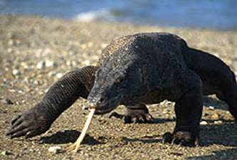 Foto: Komodo National Park