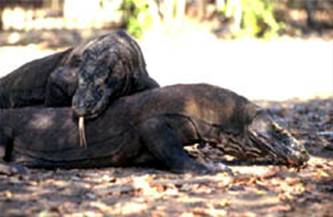 Foto: Komodo National Park