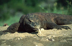 Foto: Komodo National Park