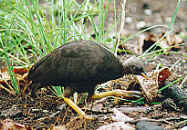 Lbastyk (Megapodiidae csald) - foto:http://www.dfw.gov.mp/breeding.htm